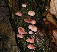 Mycena roseoflava image