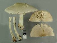 Leucoagaricus leucothites image