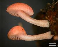 Mycena roseoflava image