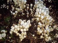 Coprinellus disseminatus image