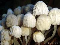 Coprinellus disseminatus image