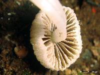 Coprinellus disseminatus image