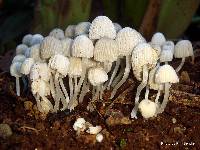 Coprinellus disseminatus image