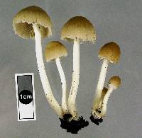 Psathyrella candolleana image