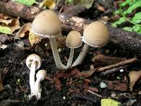 Psathyrella candolleana image