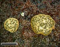 Hypocrea sulfurella image