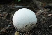 Calvatia gigantea image