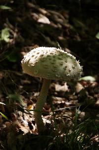 Macrolepiota procera var. procera image