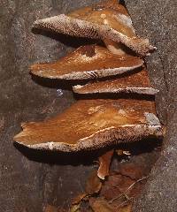 Agrocybe parasitica image