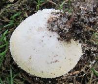 Lycoperdon pratense image