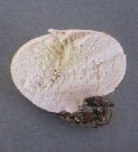 Lycoperdon pratense image