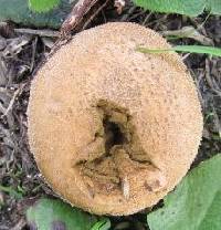 Lycoperdon pratense image