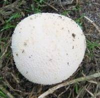 Lycoperdon pratense image