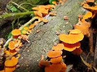 Favolaschia calocera image