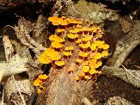 Favolaschia calocera image