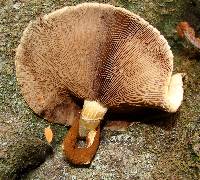 Agrocybe parasitica image