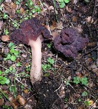 Gyromitra tasmanica image