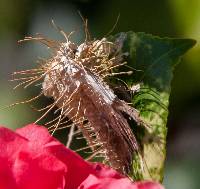 Akanthomyces aculeatus image