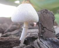 Leucocoprinus cepistipes image