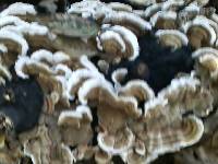 Trametes versicolor image