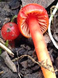 Hygrocybe coccinea image