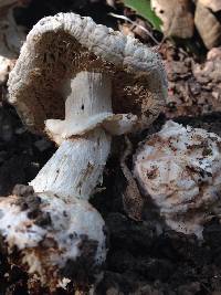 Amanita magniverrucata image