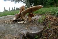 Agrocybe parasitica image