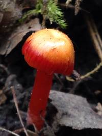 Hygrocybe coccinea image