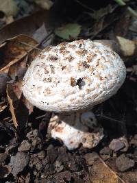 Amanita magniverrucata image