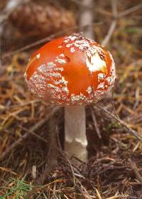 Amanita muscaria image