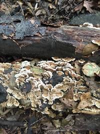 Trametes versicolor image