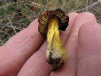 Hygrocybe conica image