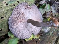 Pluteus concentricus image