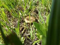 Polyporus arcularius image