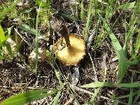 Polyporus arcularius image