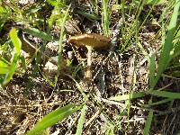 Polyporus arcularius image