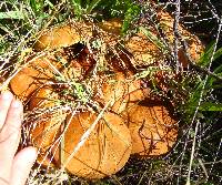 Suillus granulatus image