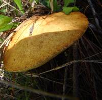 Suillus granulatus image