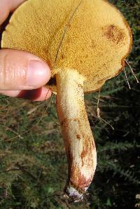 Suillus granulatus image