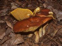 Suillus granulatus image