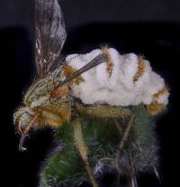 Entomophthora muscae image