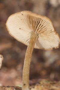 Simocybe phlebophora image