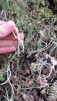 Cladonia maxima image