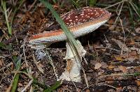 Amanita muscaria image