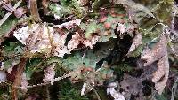 Lobaria pulmonaria image