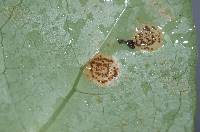 Puccinia coprosmae image