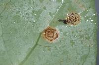 Puccinia coprosmae image