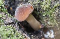 Agrocybe parasitica image