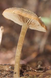 Simocybe phlebophora image