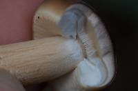 Agrocybe parasitica image